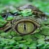 Фото пользователя Crocodylus porosus